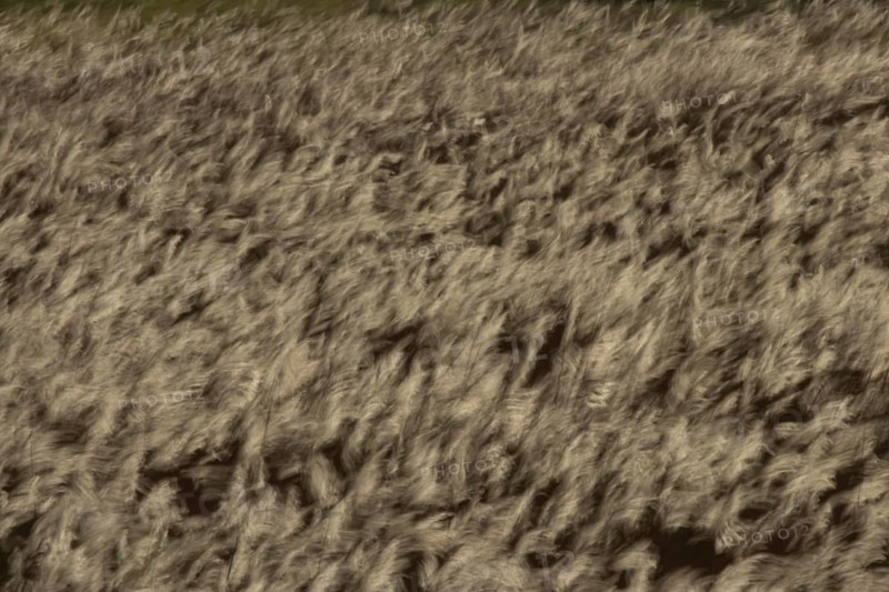 Common reed (Phragmites australis) reeds in a reedbed blowing in the wind abstract image, England, United Kingdom