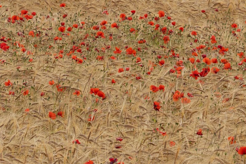 Common field poppy (Papaver rhoeas) flowers in a ripe farmland barley crop in summer, England, United Kingdom