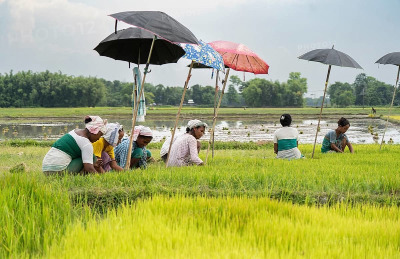 BAKSA, INDIA- JULY 12: Tribal women prepare rice saplings under temporary umbrellas on a hot summer day in a paddy field during the planting season in Baksa, India on July 12, 2025