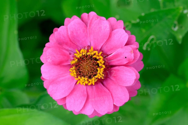 Zinnia (Zinnia elegans), flower, flowering, Germany