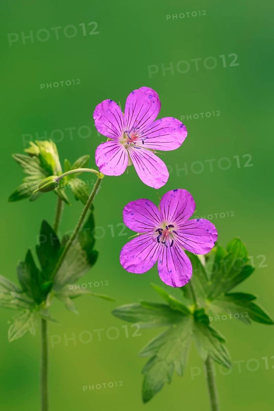 Cranesbill (Geranium cinereum), flowering, flowers, perennial plant, perennial, Ellerstadt, Germany