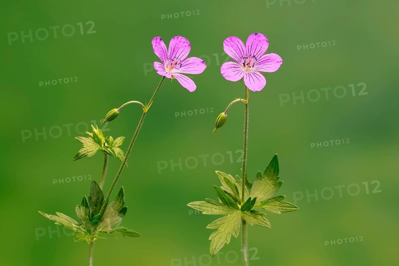 Cranesbill (Geranium cinereum), flowering, flowers, perennial plant, perennial, Ellerstadt, Germany