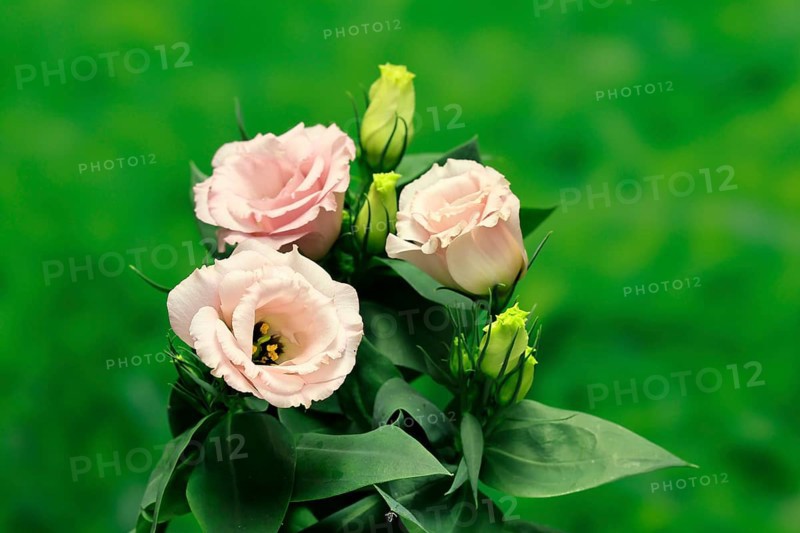 Prairie gentian, Lisianthius, Eustoma, flowering, Germany