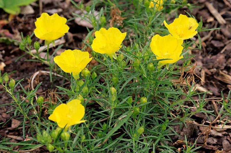 Oenothera hartwegii, evening primrose, flowering, flower, Ellerstadt, Germany
