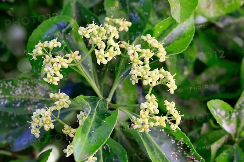 Euonymus japonicus (Euonymus japonicus), flowering, Germany