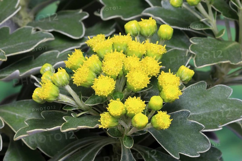 Gold-and-silver chrysanthemum (Chrysanthemum pacificum), flowering, Germany