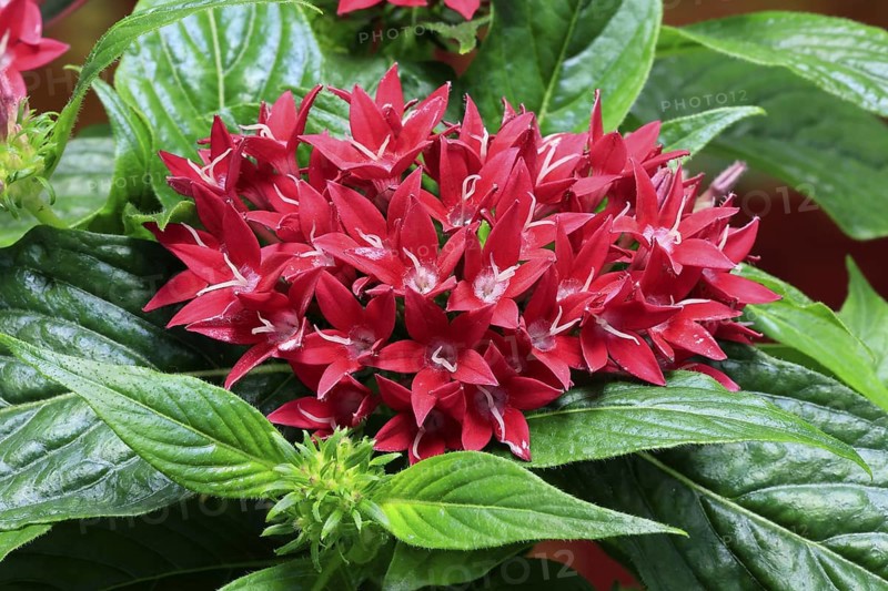 Pentas lanceolata, flowering, Germany