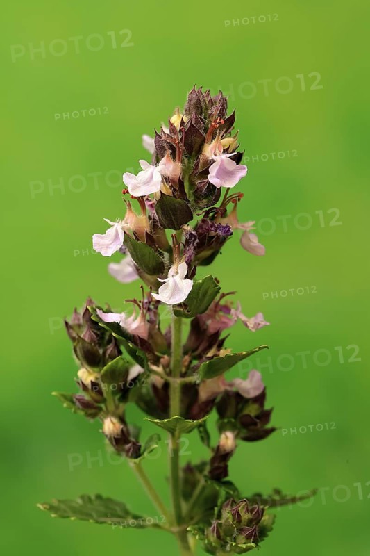 Edel-Gamander (Teucrium chamaedrys), flowering, Germany