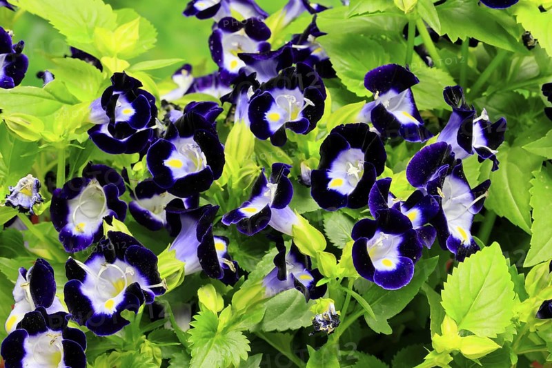 Fournier's torenia (Torenia fournieri), flowering, Germany