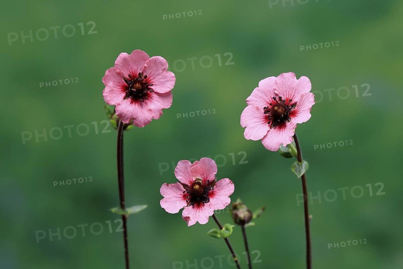 Dark crimson cinquefoil (Potentilla atrosanguinea), flowering, Germany