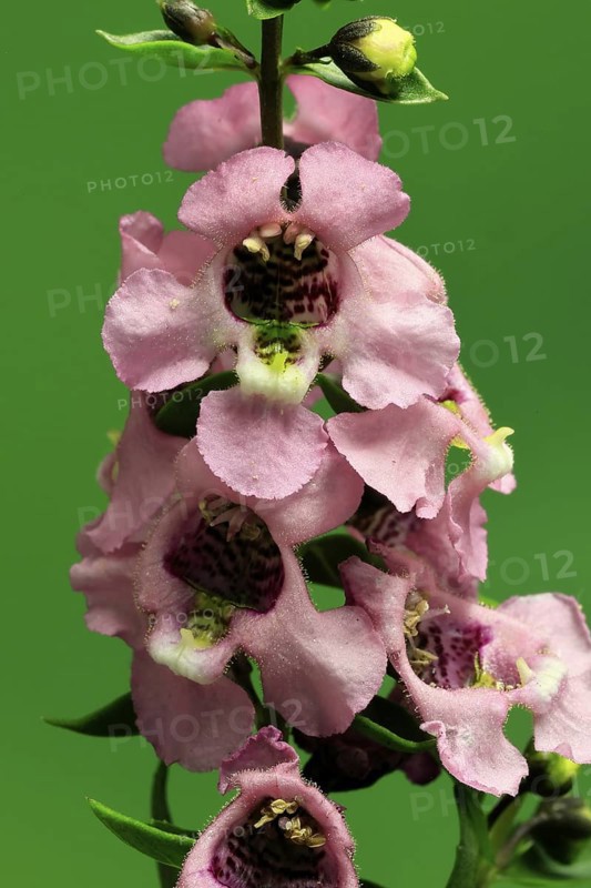 Angelonia (Angelonia angustifolia), flowering, Germany
