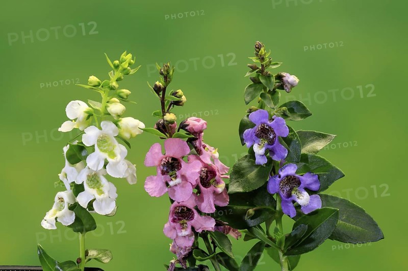 Angelonia (Angelonia angustifolia), flowering, Germany