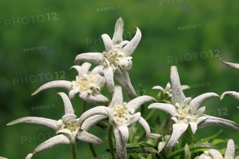 Alpine edelweiss (Leontopodium alpinum), Leontopodium nivale subsp. alpinum), flowering, Germany