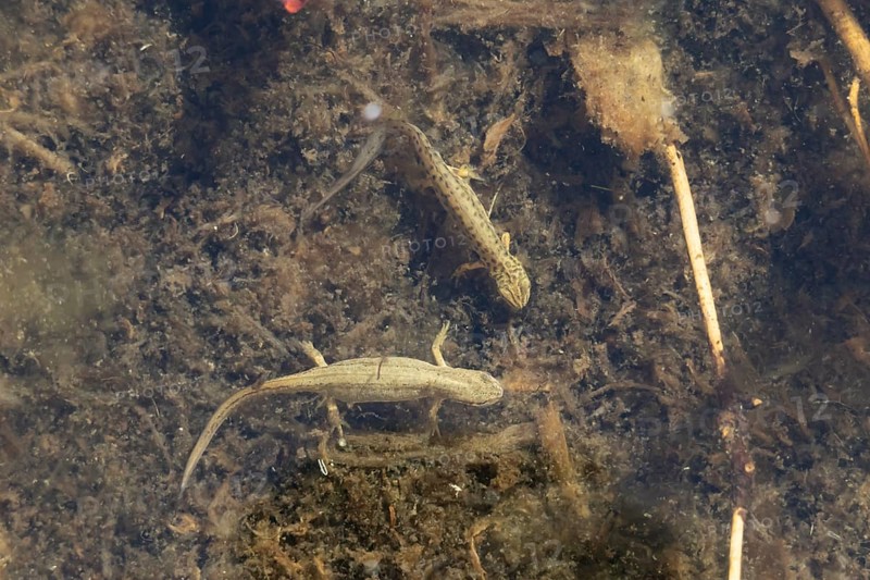 Smooth or Common newt (Lissotriton vulgaris) adult male and female amphibians in a pond, England, United Kingdom