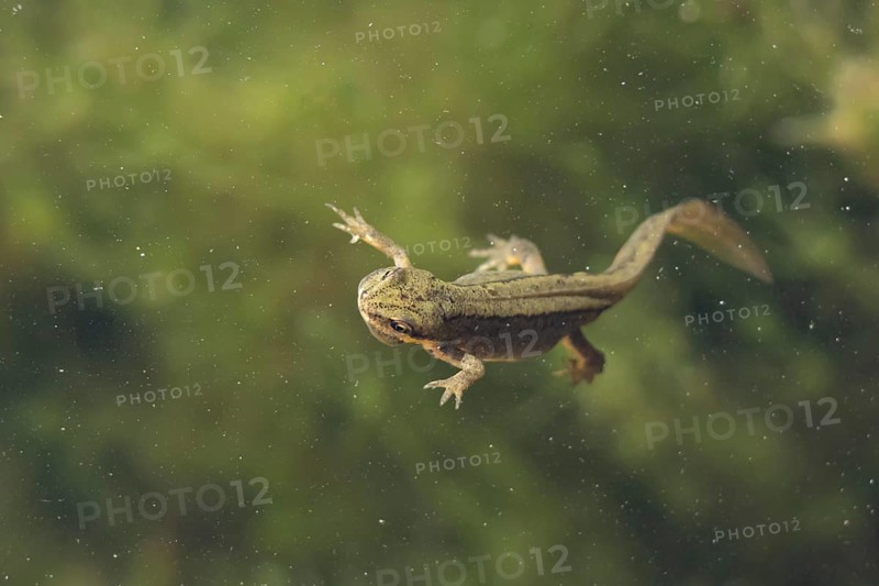 Smooth or Common newt (Lissotriton vulgaris) adult amphibian swimming in a pond, England, United Kingdom