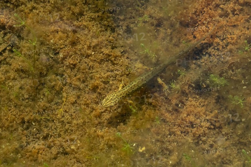 Smooth or Common newt (Lissotriton vulgaris) adult amphibian in a pond, England, United Kingdom