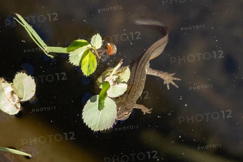 Smooth or Common newt (Lissotriton vulgaris) adult amphibian coming up to breath air from the water surface of a pond, England, United Kingdom