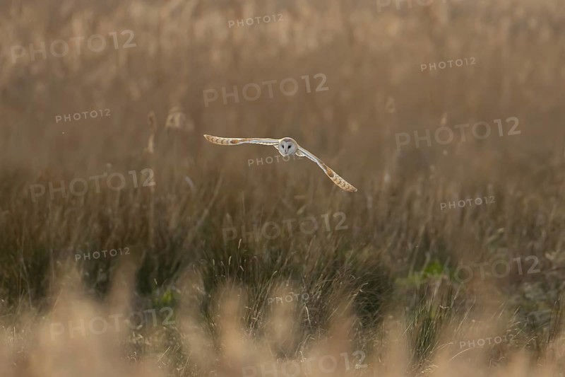 Barn owl (Tyto alba) adult bird in flight hunting over marshland, England, United Kingdom