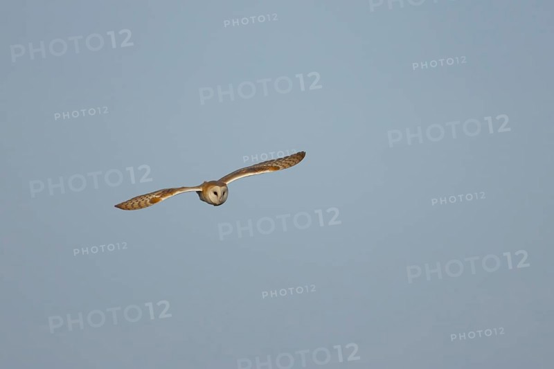 Barn owl (Tyto alba) adult bird flying, England, United Kingdom