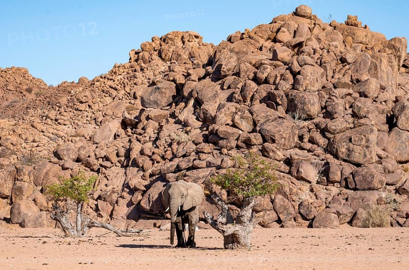 African elephant (Loxodonta africana), desert elephant, near the Hoanib River, Damaraland, Kunene region, Namibia