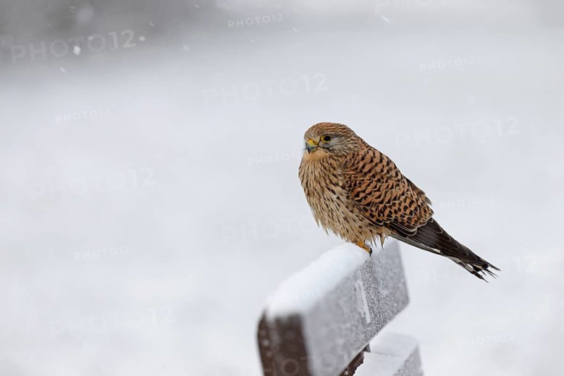 Kestrel (Falco tinnunculus), female using a park bench as a lookout during heavy snowfall, North Sea, Norddeich, Lower Saxony, Germany
