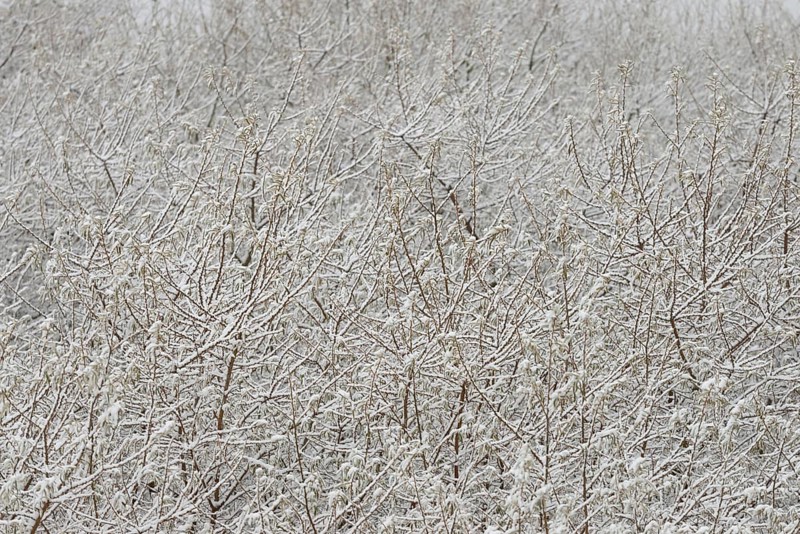 Winter day, onset of winter, snow lies on the bushes in the dune landscape of Norddeich, North Sea, Lower Saxony, Germany