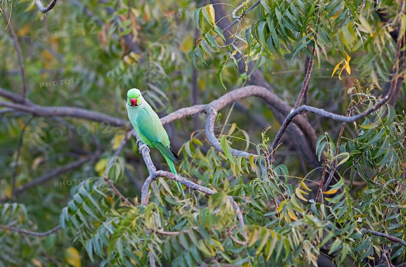 Collared Parakeet (Psittacula krameri), Luni, Rajasthan, India