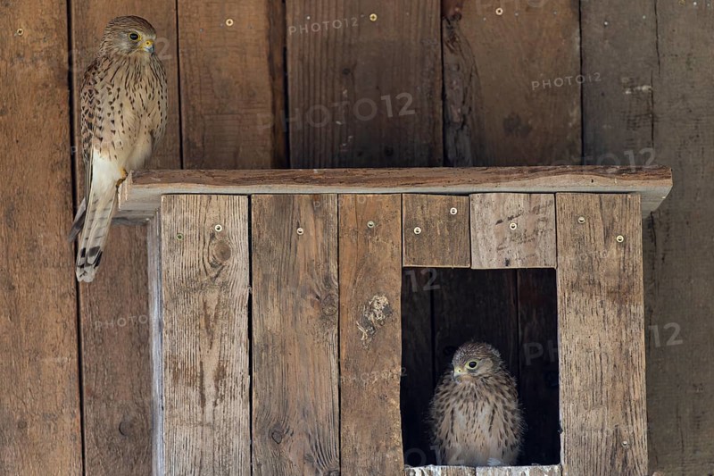 Kestrel (Falco tinnunculus) female and young bird at the incubator, village in Münsterland, North Rhine-Westphalia