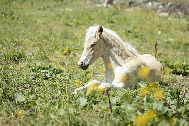 Foal, Rauris, Pinzgau, Salzburg, Austria