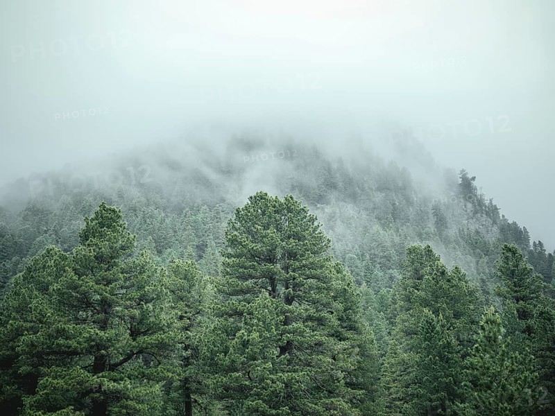 Forest in the morning mist, Krimmler Tauern, Pinzgau, Salzburg, Austria