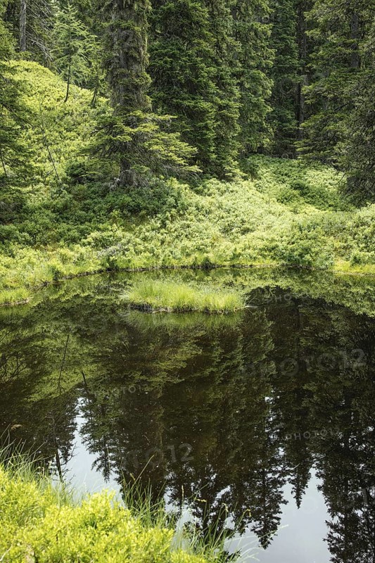 Blackwater pond, Rauris primeval forest, Kolm Saigurn, Pinzgau, Salzburg, Austria