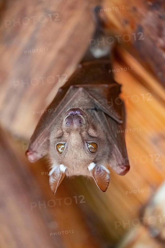 Funny bat, looks angry, conspiratorial, Kruger National Park, South Africa