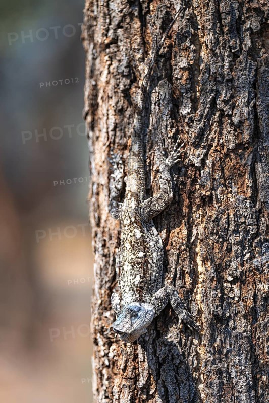 Tree agama, tree agama (Acanthocerus atricollis) on a tree, Kruger National Park, South Africa