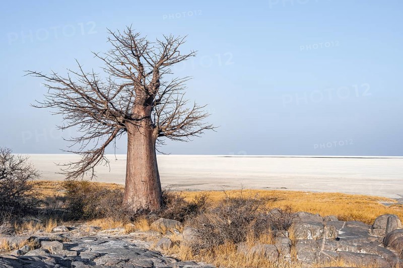African baobab or baobab tree (Adansonia digitata), arid landscape, Kubu Island (Lekubu), Sowa Pan, Makgadikgadi salt pans, Botswana