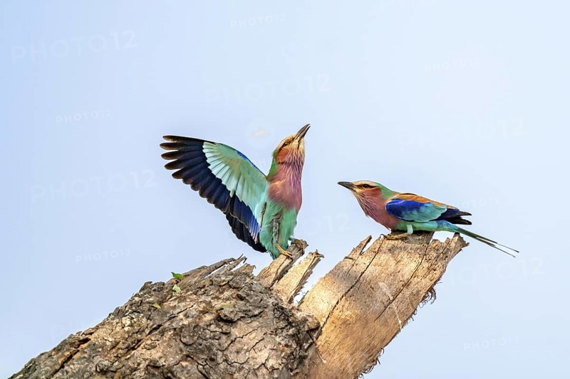 Forked Roller (Coracias caudatus), with open wing, mating behaviour, two birds on a branch in front of a blue sky, Kruger National Park, South Africa
