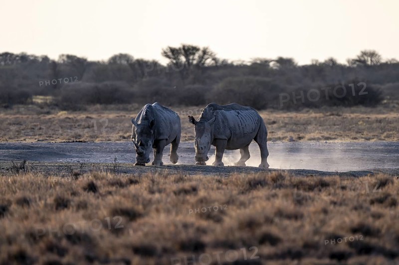 Two animals, Southern white rhinoceros (Ceratotherium simum simum), Khama Rhino Sanctuary, Serowe, Botswana