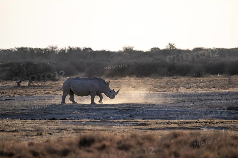 Dramatic atmosphere, Southern white rhinoceros (Ceratotherium simum simum), Khama Rhino Sanctuary, Serowe, Botswana