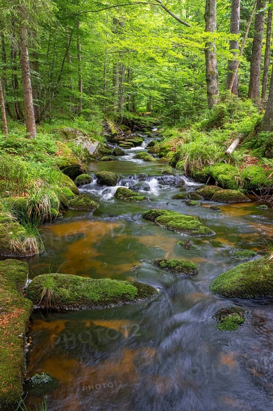 Kleine Ohe, natural forest stream in the Bavarian Forest National Park, Bavaria, Germany