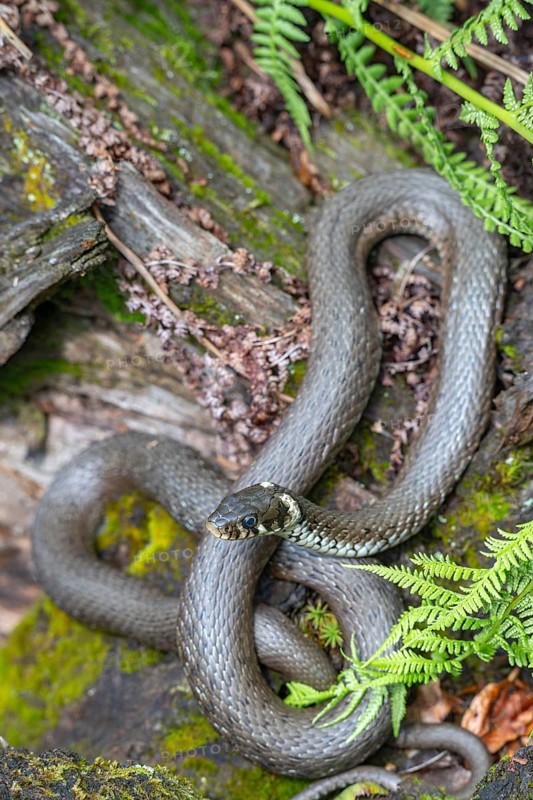 Grass snake (Natrix natrix), sunbathing on the bank of a pond, Bavaria, Germany