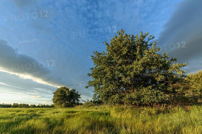 An expansive meadow with tall grass moving gently in the breeze, complemented by scattered trees against a background of vibrant sky. The sunlight creates warm colour tones. Bas rhin, Alsace, Grand Est, France