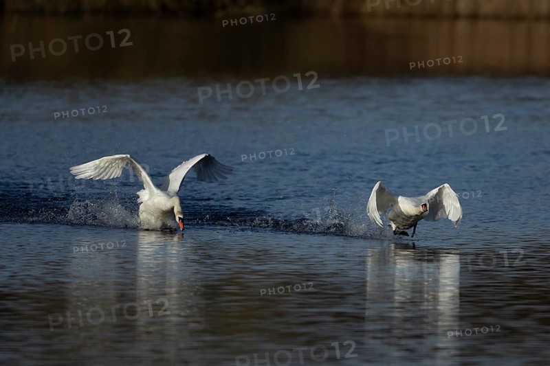 Mute swan (Cygnus olor) two adult birds running on water on a lake one bird being chased by another, England, United Kingdom