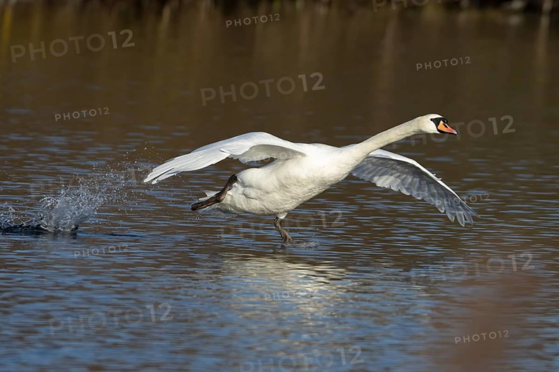 Mute swan (Cygnus olor) adult bird running on water on a lake, England, United Kingdom