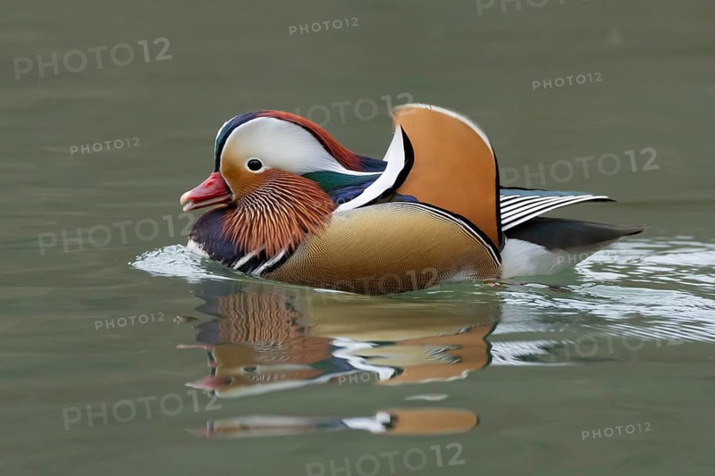 Mandarin duck (Aix galericulata) adult male bird on a lake, England, United Kingdom