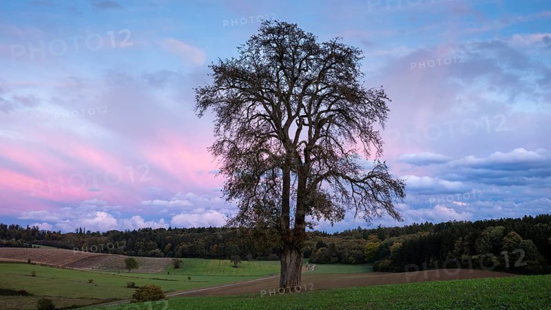 Single pear tree in front of evening sky with coloured clouds. Small Odenwald, Baden-Württemberg, Germany