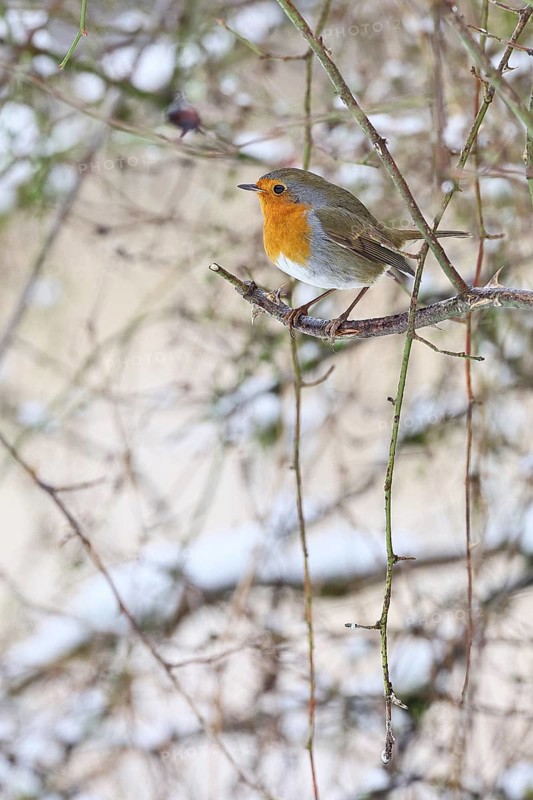 Robin (Erithacus rubecula), on a twig in the branches of a dog rose (Rosa canina), Wilnsdorf, North Rhine-Westphalia, Germany