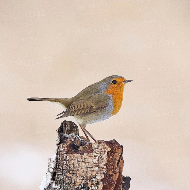 European robin (Erithacus rubecula), on dead wood of a birch tree, Wilnsdorf, North Rhine-Westphalia, Germany