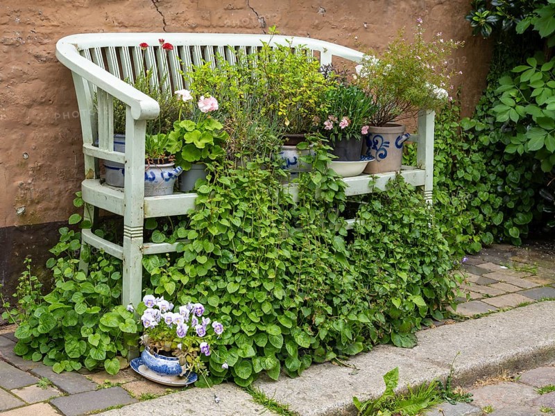 Bench in front of a house wall with flowers and vines, Old Town, Husum, North Frisia, Schleswig-Holstein, Germany