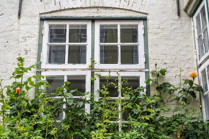 Roses in front of an old window, mullioned window, Old Town, Husum, North Frisia, Schleswig-Holstein, Germany