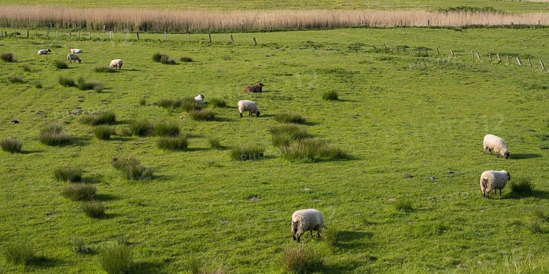 Sheep grazing in the meadows, Dockkoog, Husum, North Frisia, Schleswig-Holstein, Germany