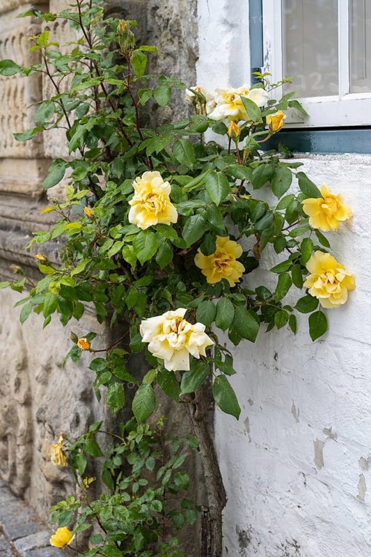 Climbing yellow roses on a house facade, Old Town, Husum, North Frisia, Schleswig-Holstein, Germany